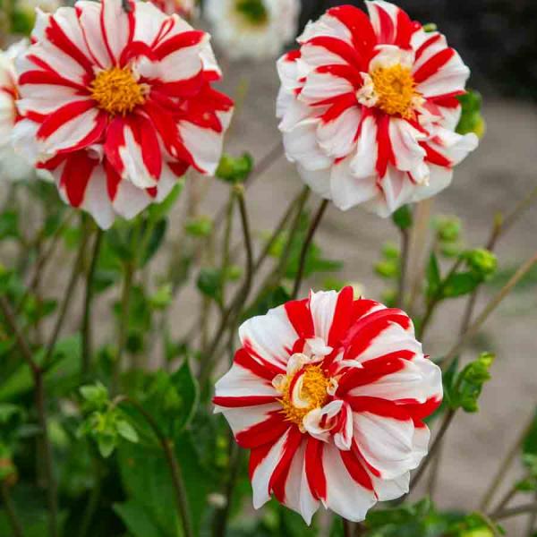 Bulbes à fleurs à planter au printemps - Dahlia Fleur simple Fire and Ice (x1) - face recto